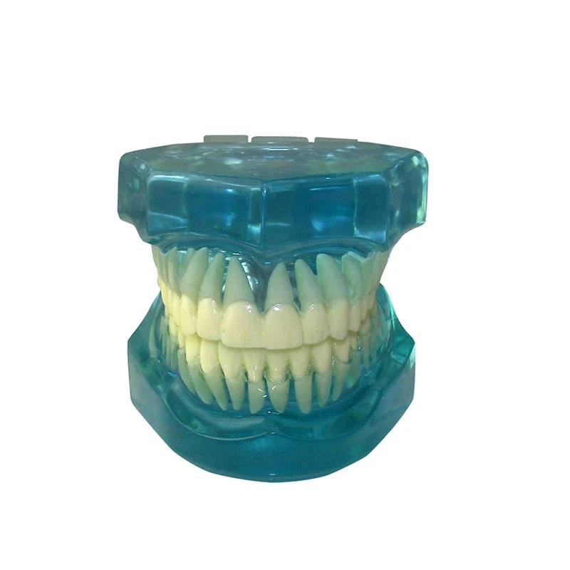 UM-7002 Completely Transparent Model Standard Adult Teeth