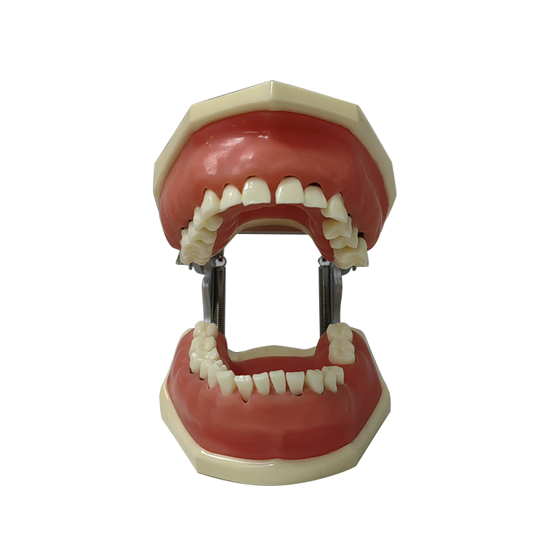 UM-4027 Periodontal Practice Model