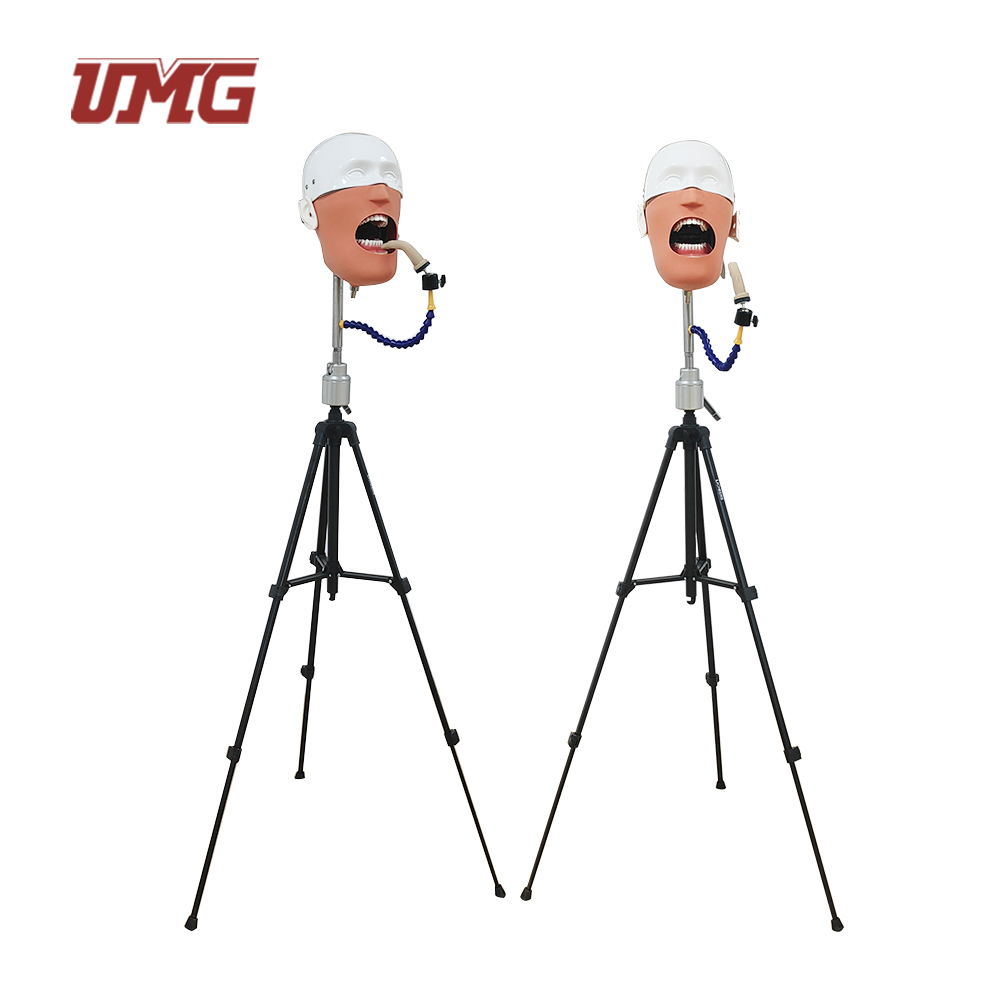 Tripod Pedo X Ray Dental Manikin Set