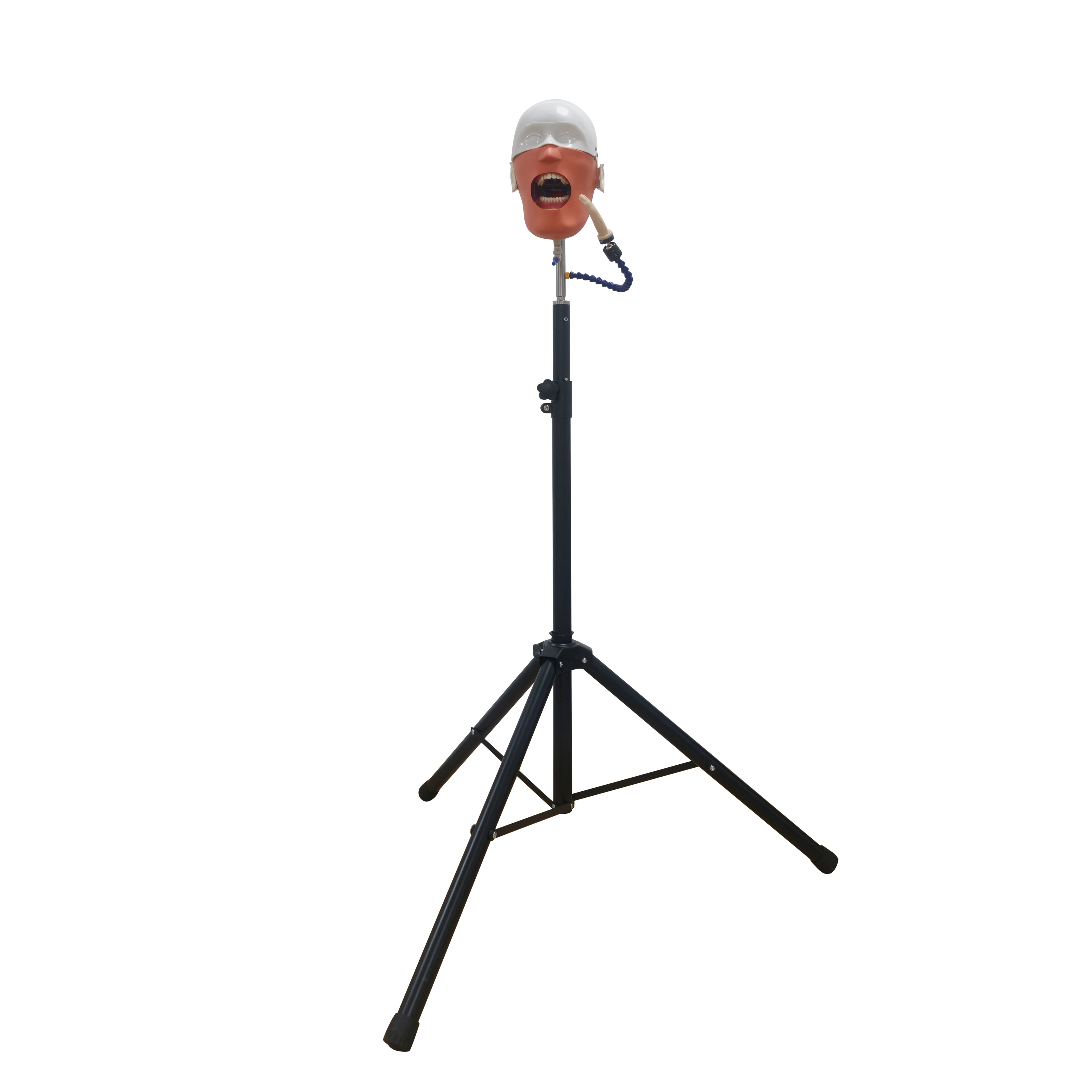 Tripod X Ray Dental Manikin Set