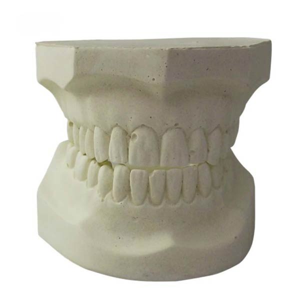 UM-S22 White Alundum Teeth Model