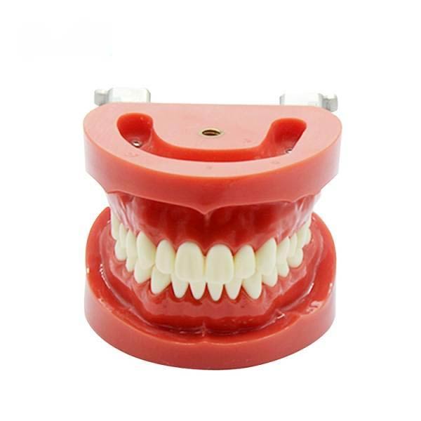 UM-A2 Removable Standard Dentition Model (nissin)