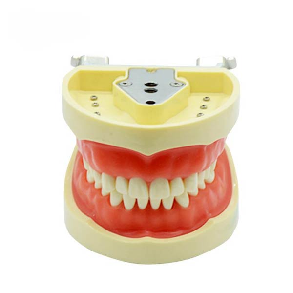 UM-A6 Standard Tooth Model (Soft Gum 32 Teeth)