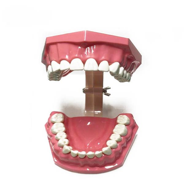 UM-A8-01 Adult Toothbrushing Demonstration Model (28pcs Teeth)
