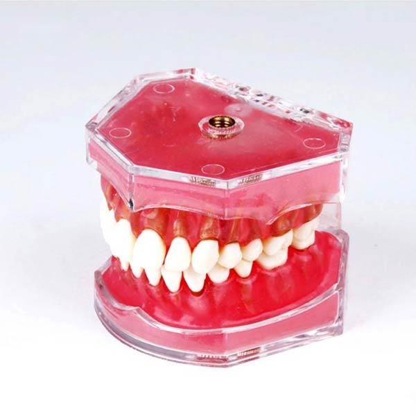 UM-7008 Soft Gum With Removable Teeth