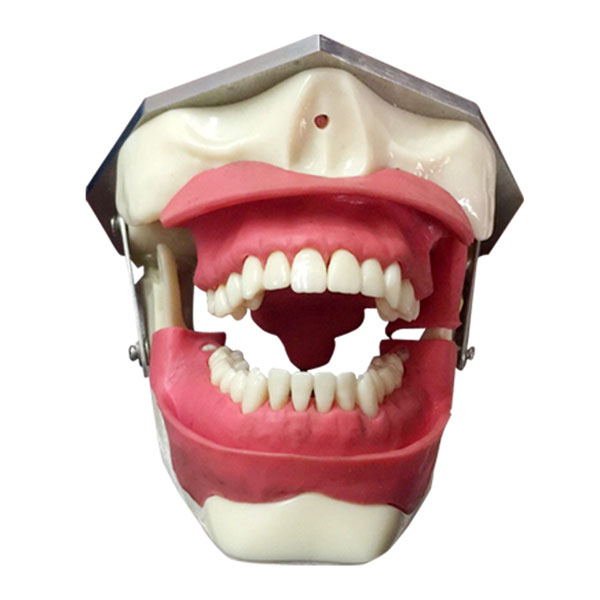 UM-L2 Model For Oral Anesthesia And Tooth Extraction