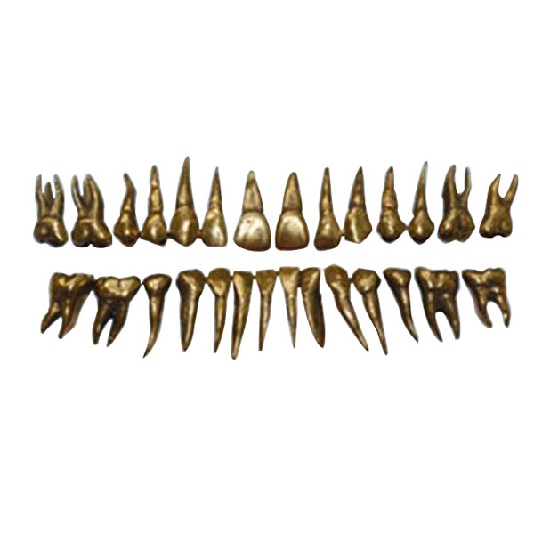 UM-D13 Morphology Of Metal Teeth