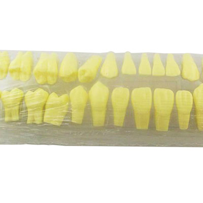 UM-C4 Permanent Teeth With Straight Roots