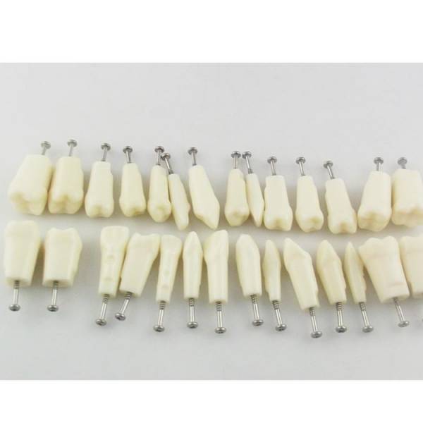 UM-C4 Permanent Teeth With Straight Roots