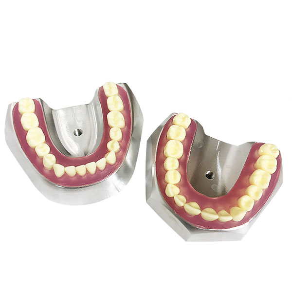 Metal Tooth Extraction Model