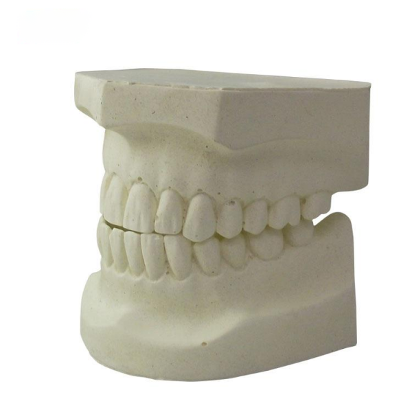 UM-S22 White Alundum Teeth Model