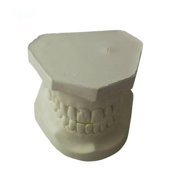 UM-S22 White Alundum Teeth Model