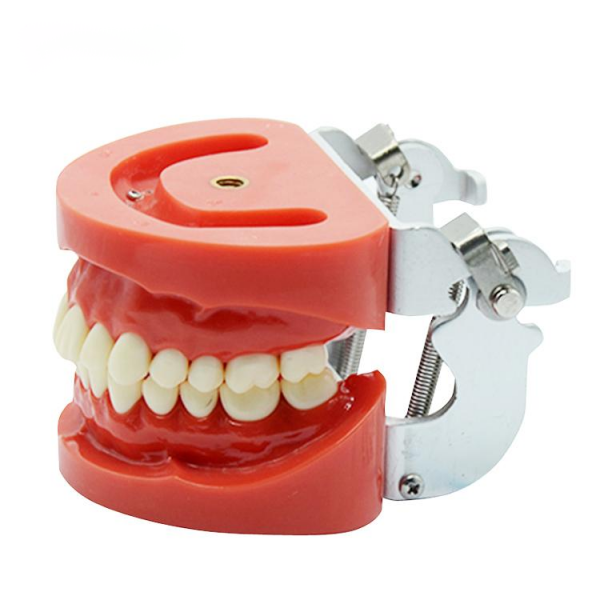 UM-A2 Removable Standard Dentition Model (nissin)