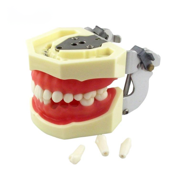 UM-A4 Standard Tooth Model (Soft Gum 28 Teeth)