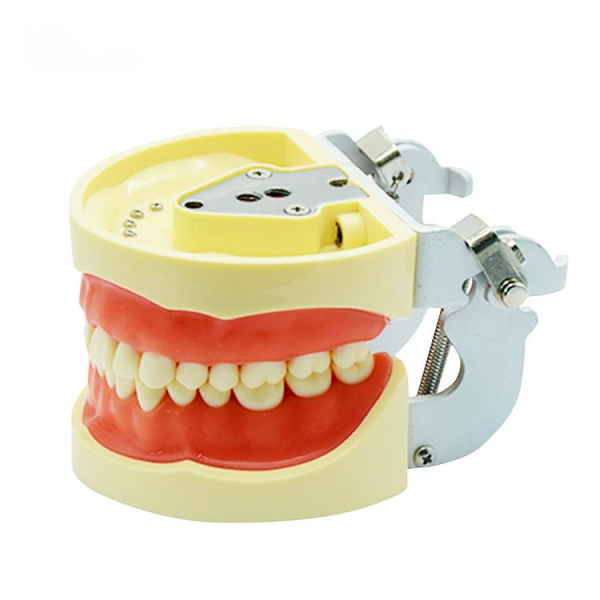 UM-A6 Standard Tooth Model (Soft Gum 32 Teeth)