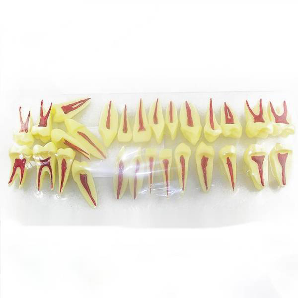 UM-C1 Two Times Permanent Tooth Model