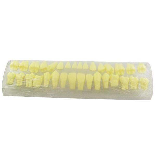 UM-S18 2 Times Natural Size Permanent Teeth