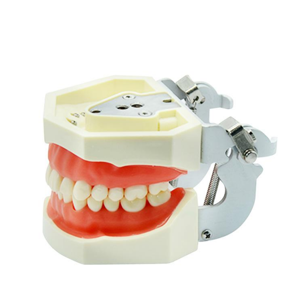 UM-A4 Standard Tooth Model (Soft Gum 28 Teeth)