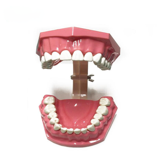 UM-A8-01 Adult Toothbrushing Demonstration Model (28pcs Teeth)
