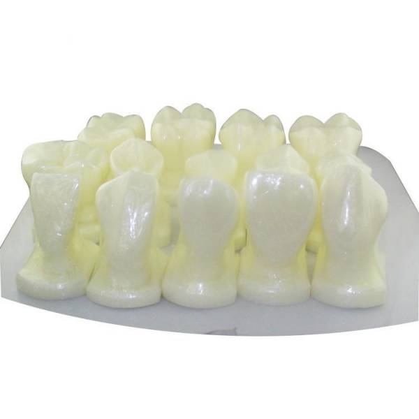 UM-D14 Model of Teeth Forms