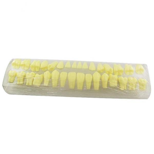UM-S18 2 Times Natural Size Permanent Teeth