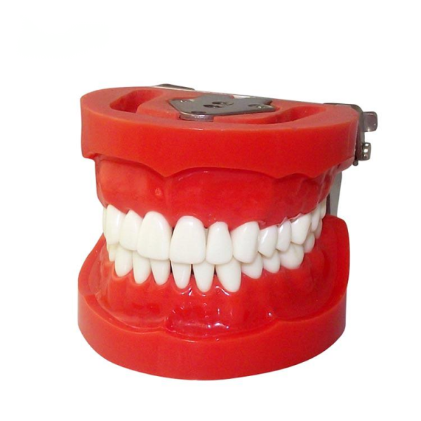 UM-A3 Standard Teeth Model (nissin)