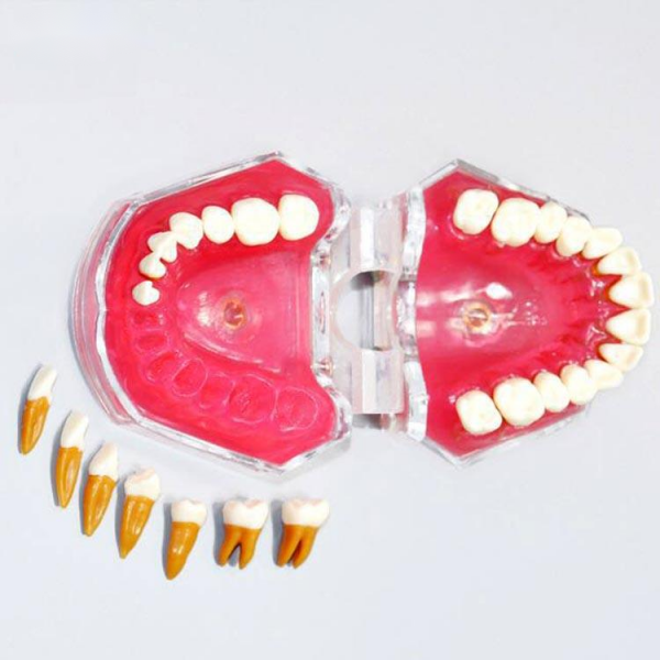 UM-7008 Soft Gum With Removable Teeth