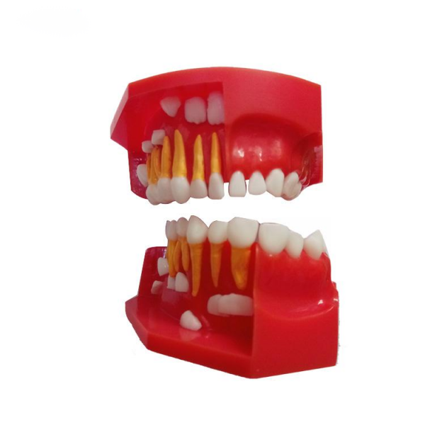 UM-S12A Dentural Development Model A (3-6 Years Old)