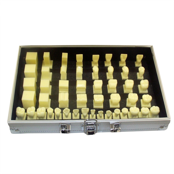UM-U11 1:1 Carved Teeth Step Guidance Model