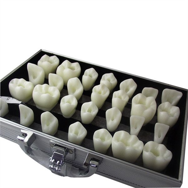 Um-u6 Three Times Carving Teeth Steps Guidance Model(a Set of 5 Teeth Position)