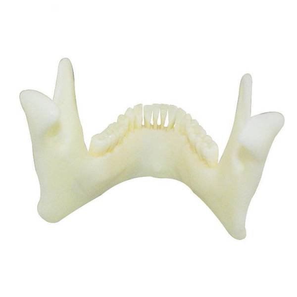 Um-f2 Educational Nature Size Mandible with Hinge Buccal Plate