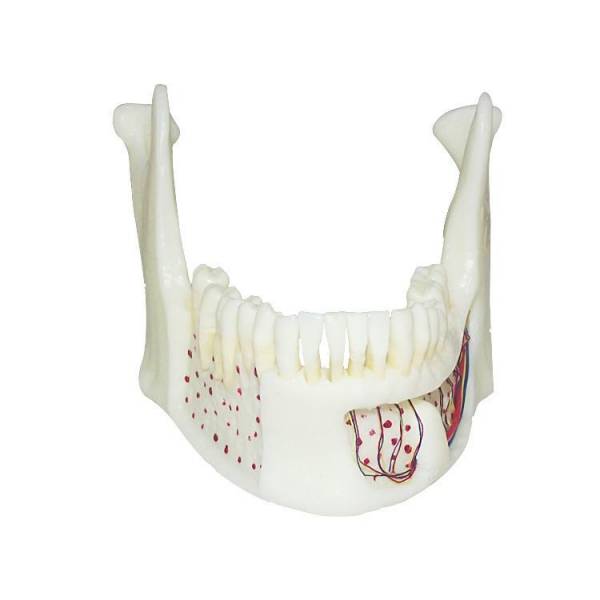 Um-f2 Educational Nature Size Mandible with Hinge Buccal Plate