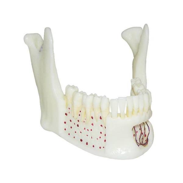 Um-f2 Educational Nature Size Mandible with Hinge Buccal Plate