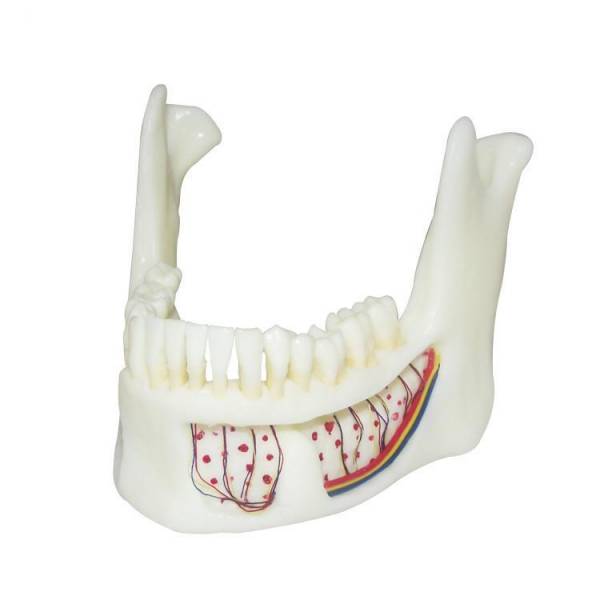 The Details of Um-f2 Educational Nature Size Mandible with Hinge Buccal Plate