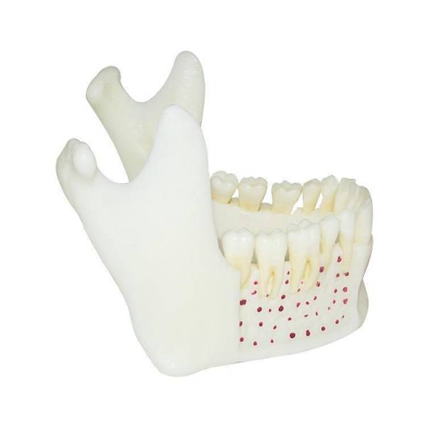 Um-f2 Educational Nature Size Mandible with Hinge Buccal Plate