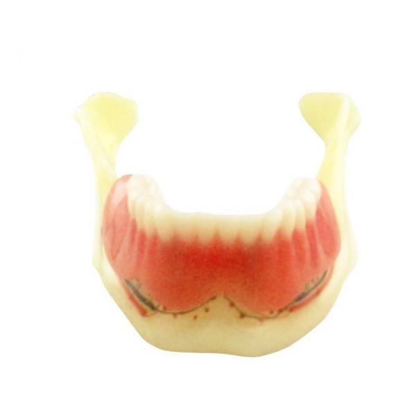 UM-F5 Amanmotical Model of Mandible