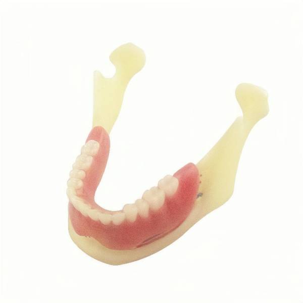 Um-f5 Amanmotical Model of Mandible