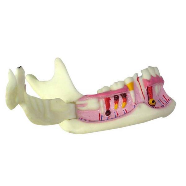 UM-F6 the Organization Od Mandible Model