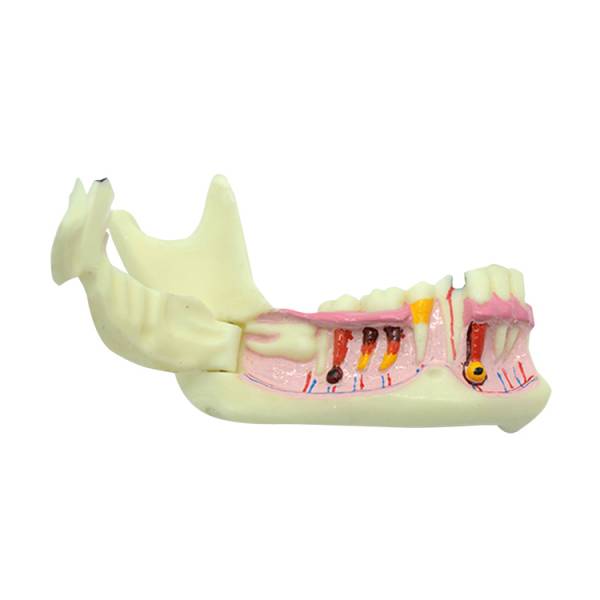 Um-f6 the Organization Od Mandible Model