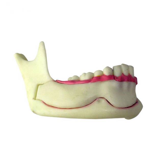 Um-f6 the Organization Od Mandible Model