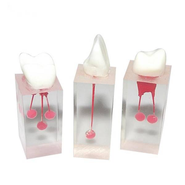 UM-LS3 Root Canal Model