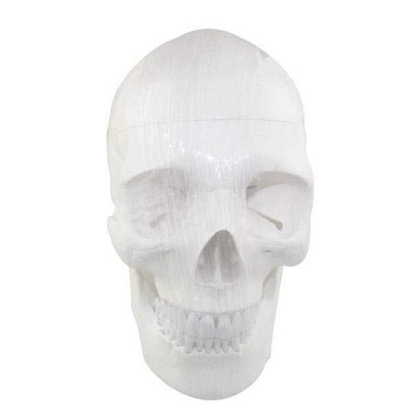 UM-F7 Model of Human Shull(plastic Pvc)