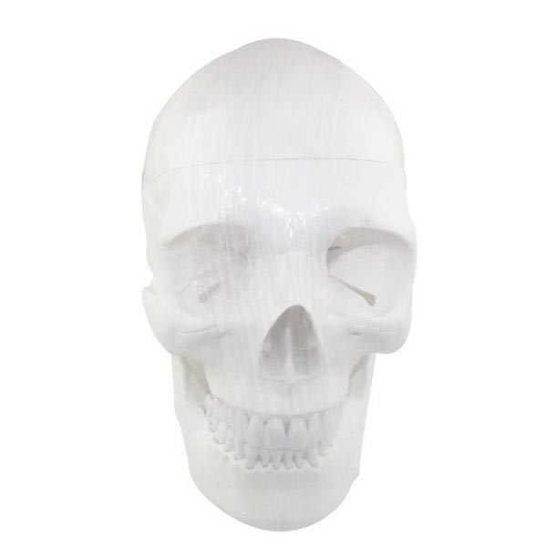 Um-f7 Model of Human Shull(plastic Pvc)