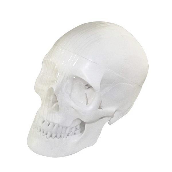 Um-f7 Model of Human Shull(plastic Pvc)