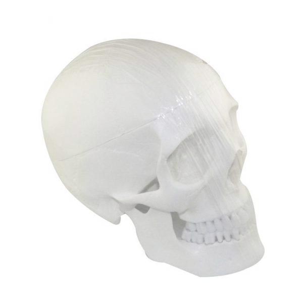 Um-f7 Model of Human Shull(plastic Pvc)
