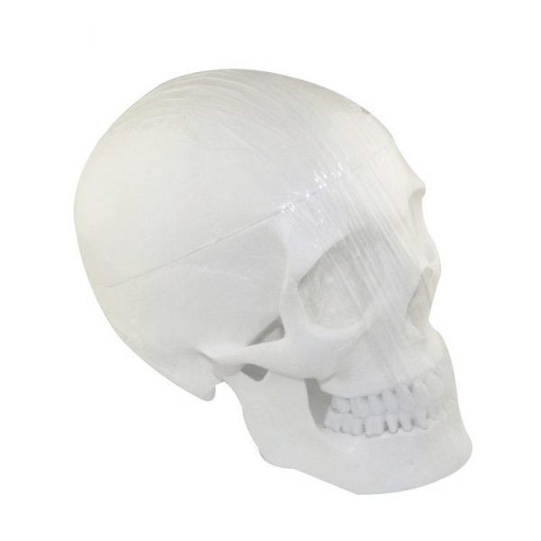 Um-f7 Model of Human Shull(plastic Pvc)