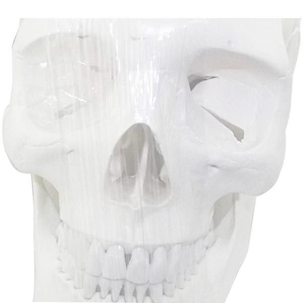 Um-f7 Model of Human Shull(plastic Pvc)