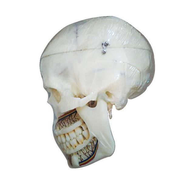The Details of Um-f9 Human Skull Reconstucted Model(divided in to 10 Parts)