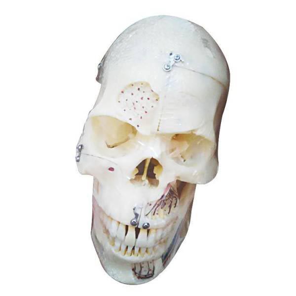Um-f9 Human Skull Reconstucted Model(divided in to 10 Parts)
