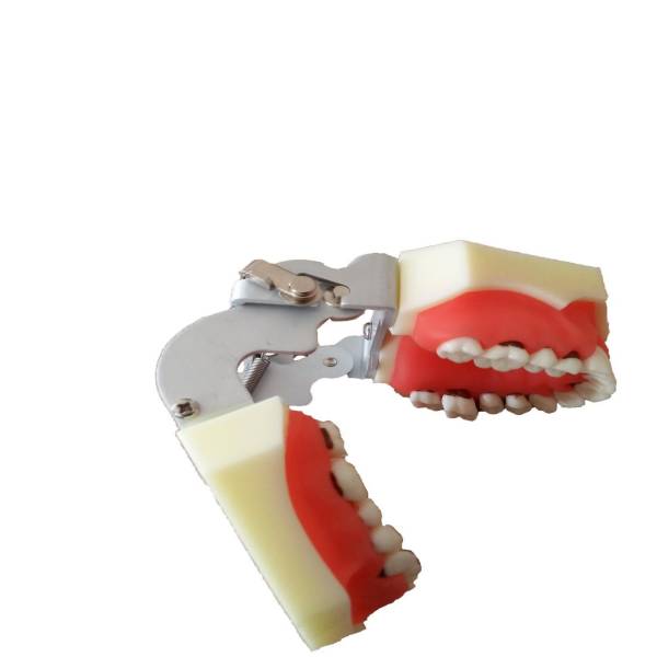 Um-4025 Periodontal Model